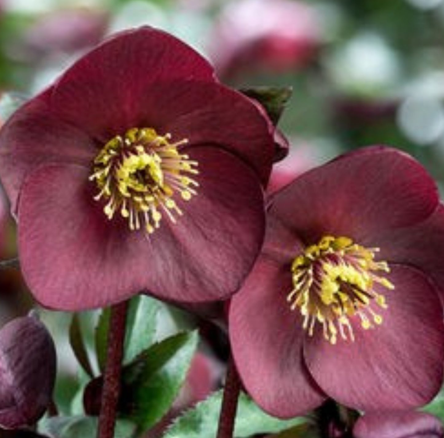 Hellebore - Ice n' Roses - Brunello 1GAL