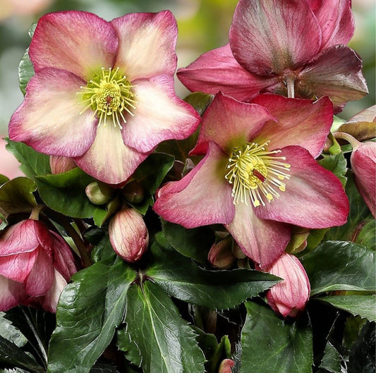 Hellebore - Ice n' Roses - Rosali 1GAL