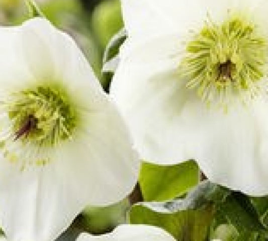 Hellebore - Ice n' Roses - White 1GAL