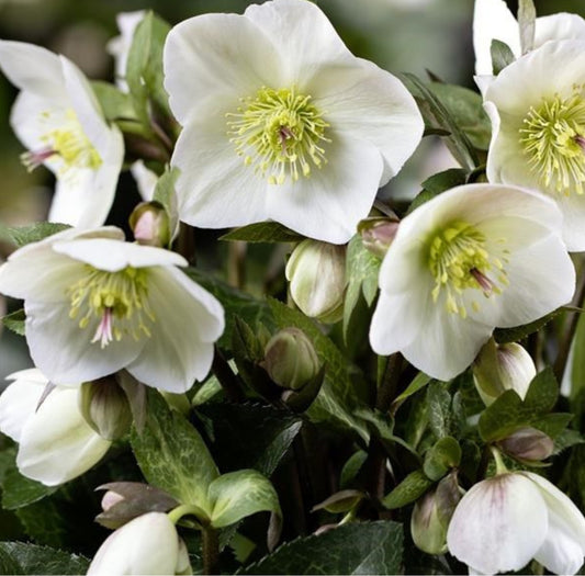 Hellebore - Ice n' Roses - Mia Marble 1GAL