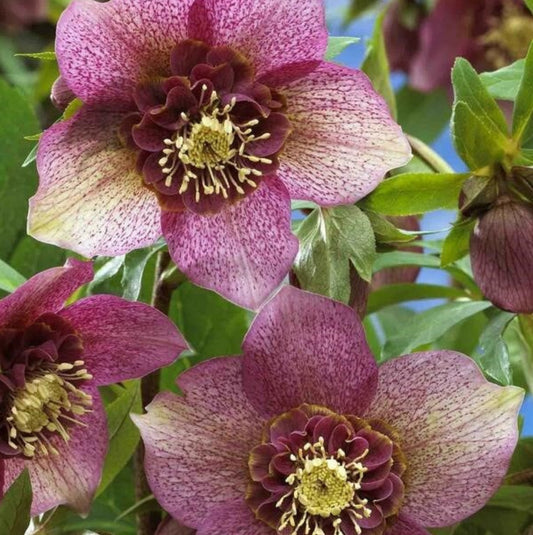 Hellebore - Tutu 1GAL