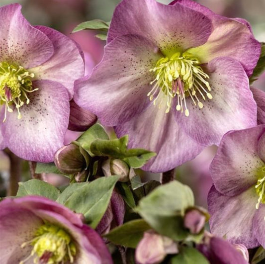 Hellebore - Ice n' Roses - Pink Promise 1GAL