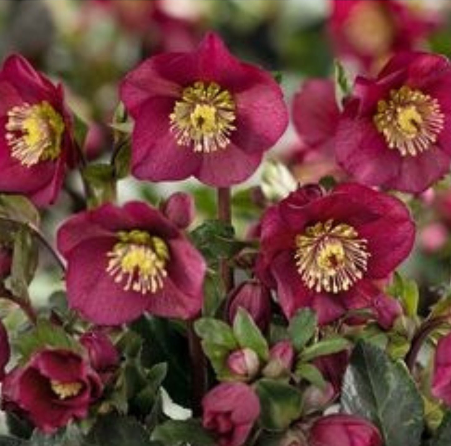 Hellebore - Ice n' Roses - Bennotta 1GAL