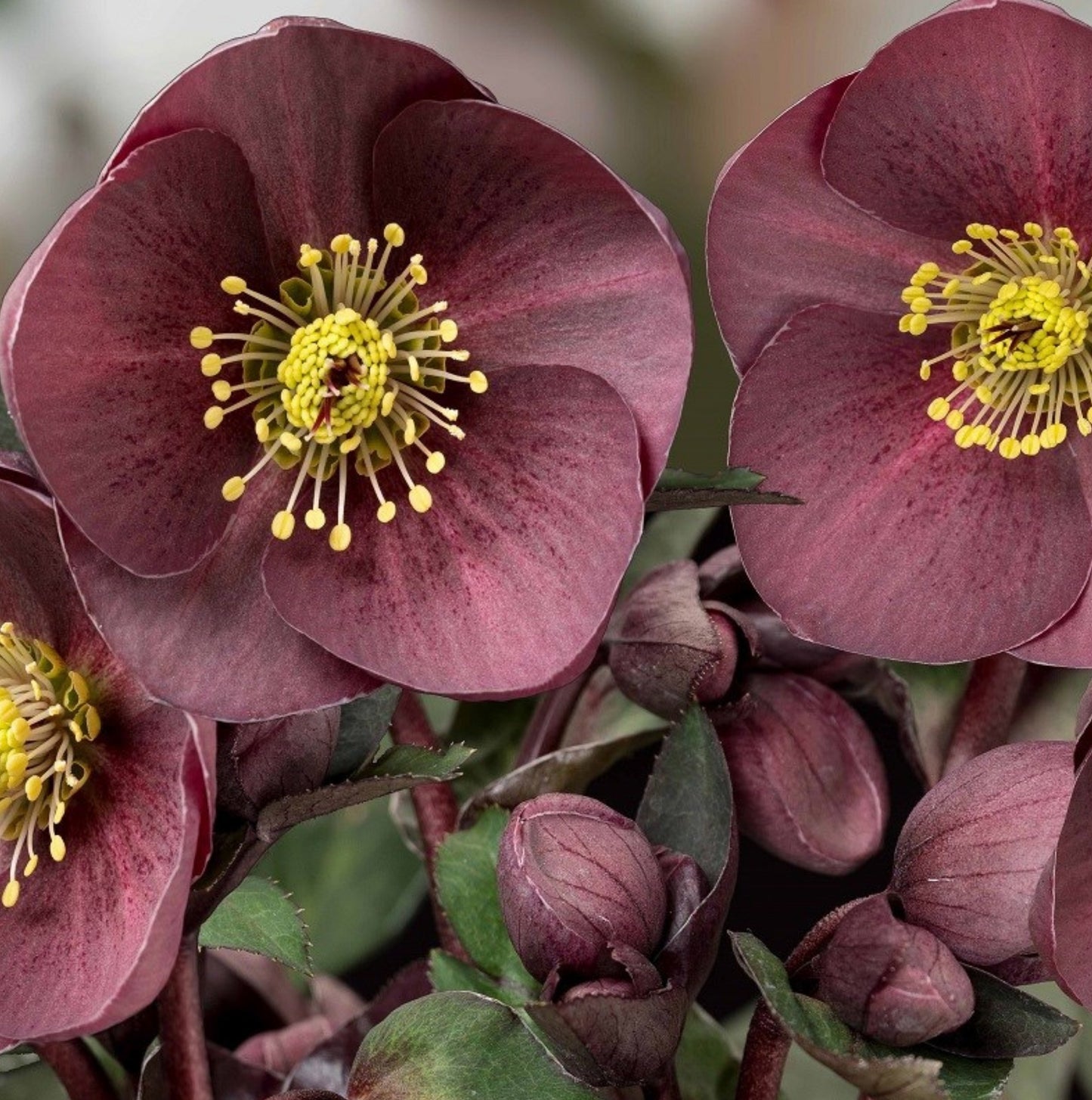 Hellebore - Ice n' Roses - Nightingale 1GAL