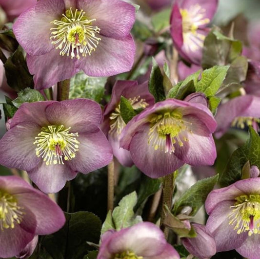 Hellebore - Ice n' Roses - Mindy Marble 1GAL