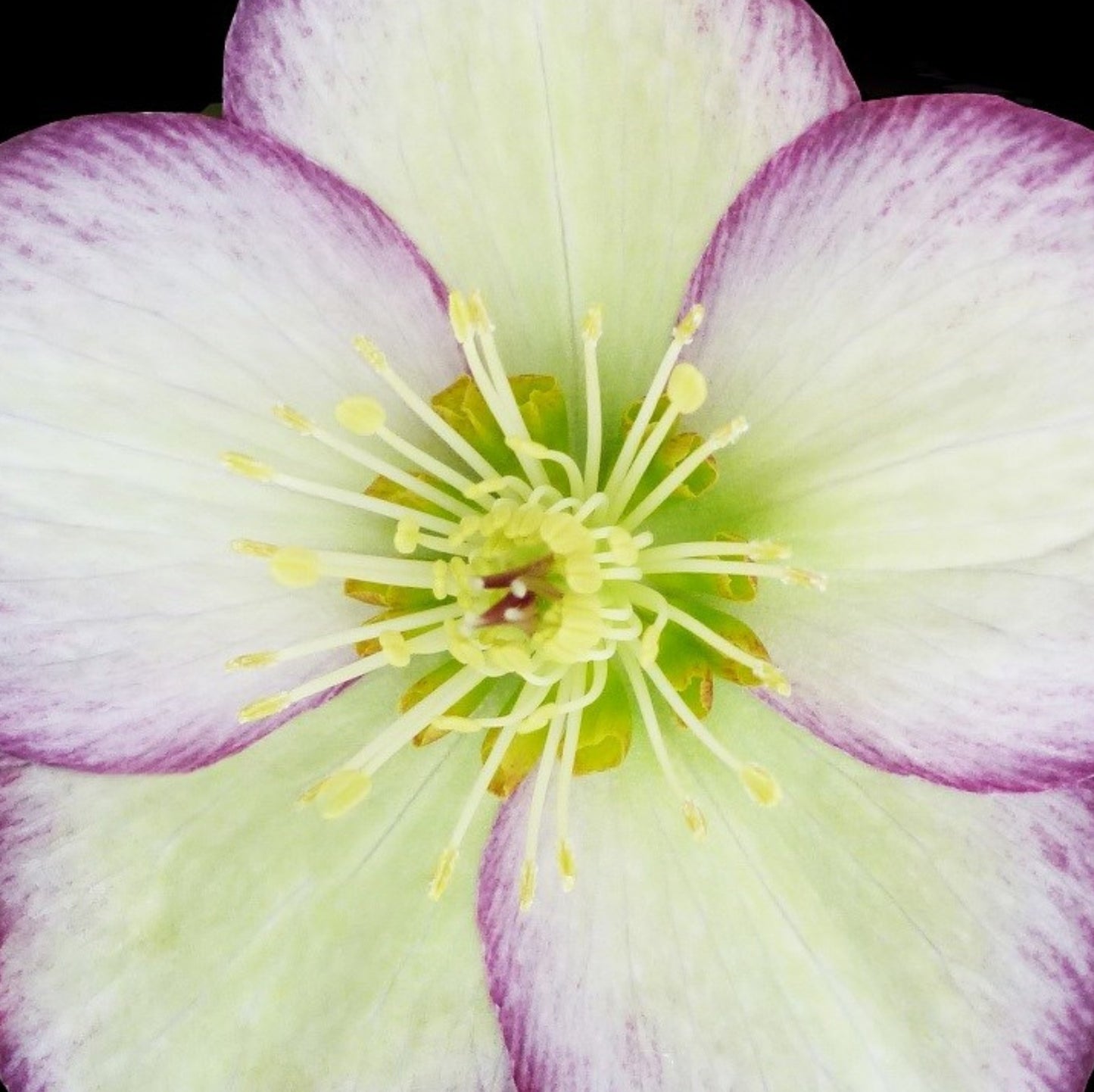 Hellebore - Ice n' Roses - Frosted Rose 1GAL