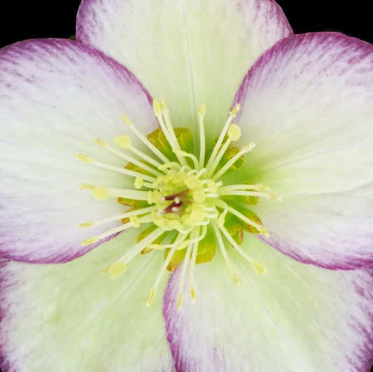 Hellebore - Ice n' Roses - Frosted Rose 1GAL