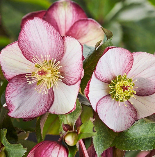 Hellebore - Ice n' Roses - Rosado 1GAL
