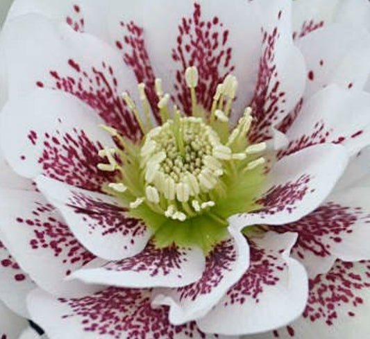 Hellebore - Wedding Bells - Confetti Cake 1GAL