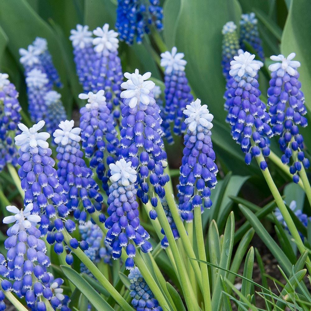 Muscari Helena