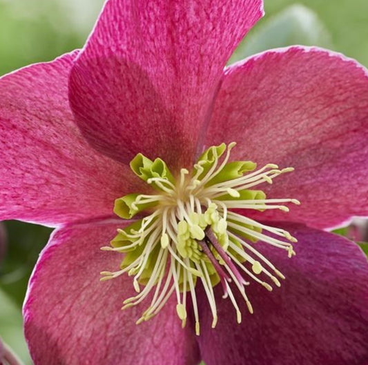 Hellebore - Winter Sparkle - Red 1GAL