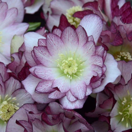 Hellebore - Wedding Bells - Blushing Bridesmaid 1GAL