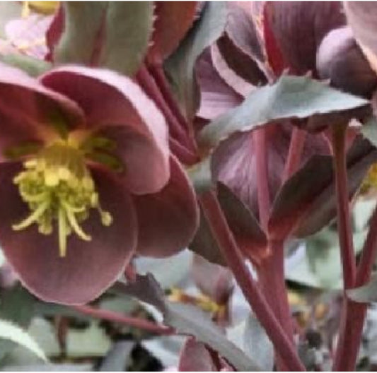 Hellebore - The Rockies - Pike's Peak 1GAL
