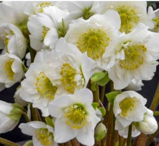 Hellebore - Snowbells 1GAL