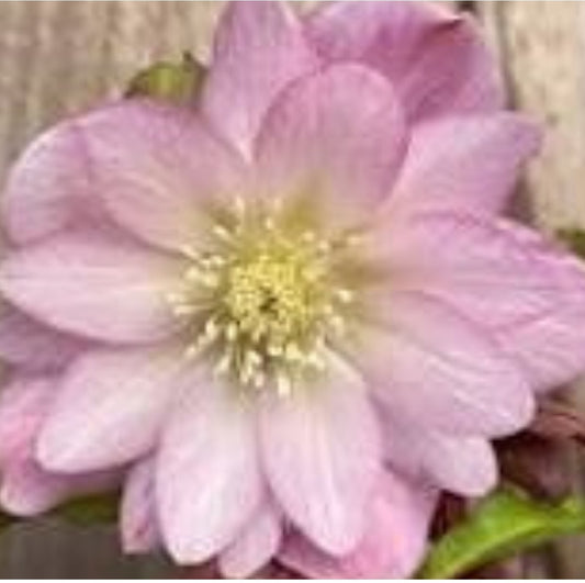 Hellebore - North Star - Pink 1GAL