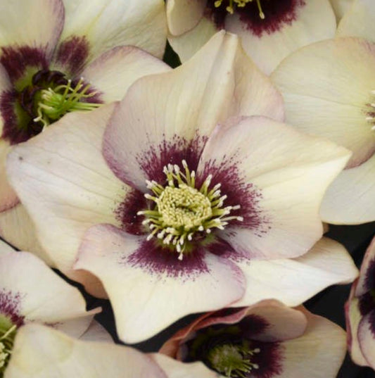 Hellebore - Honeymoon - Sandy Shores 1GAL