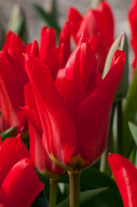 Bulbs, Tulip, Red Emperor