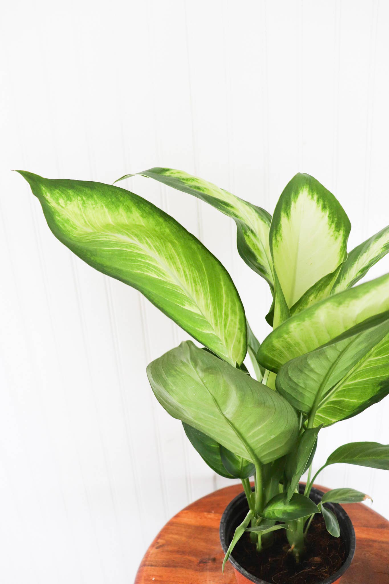 Anna's Garden, Home and Wellness - 6" Dieffenbachia Assorted