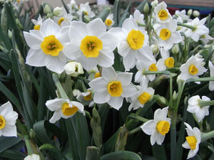 Bulbs, Narcissus, Chinese Sacred Lily