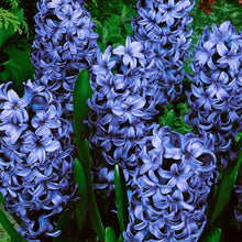 Load image into Gallery viewer, Bulbs, Prepared Hyacinth, Delft Blue
