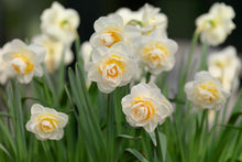 Load image into Gallery viewer, Bulbs, Narcissus, Bridal Crown
