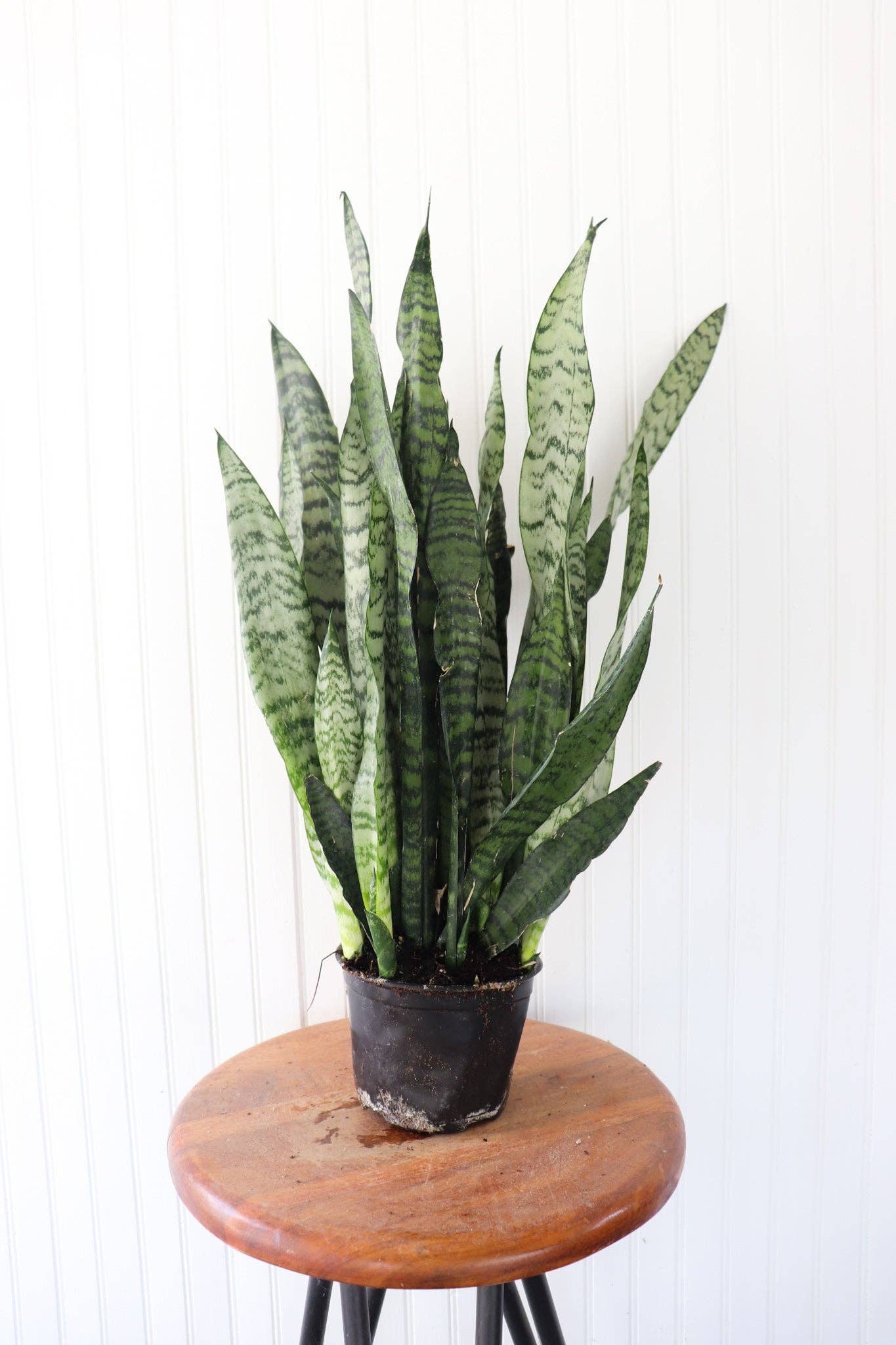 Anna's Garden, Home and Wellness - 6" Sansevieria | Snake Plant