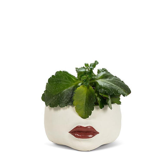 Low Red Lip Planter