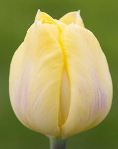Bulbs, Tulip, Cream Flag