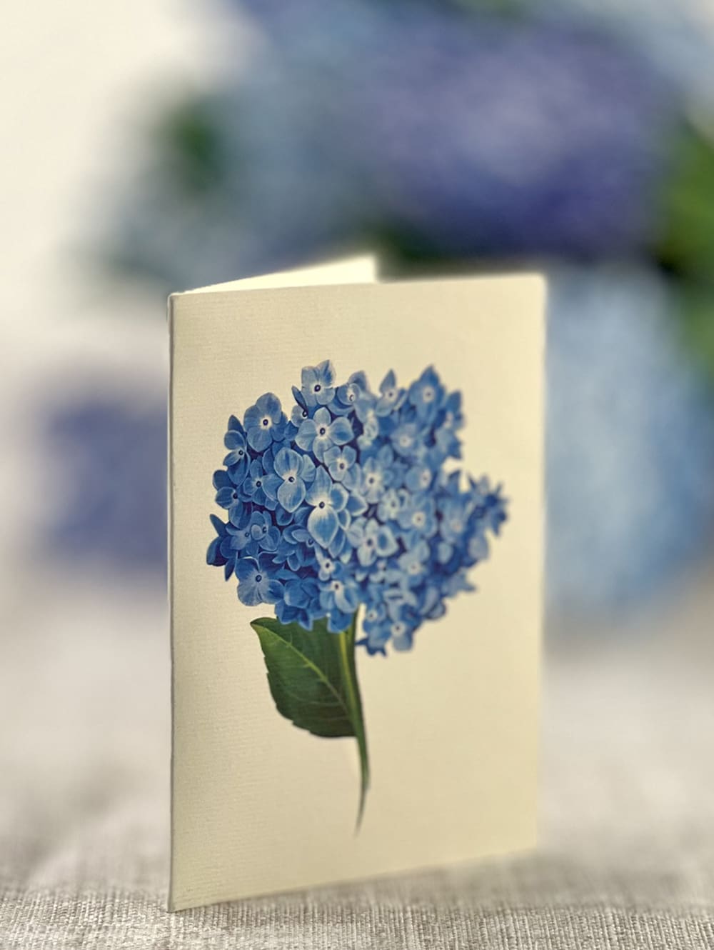 POPUP Nantucket Hydrangea