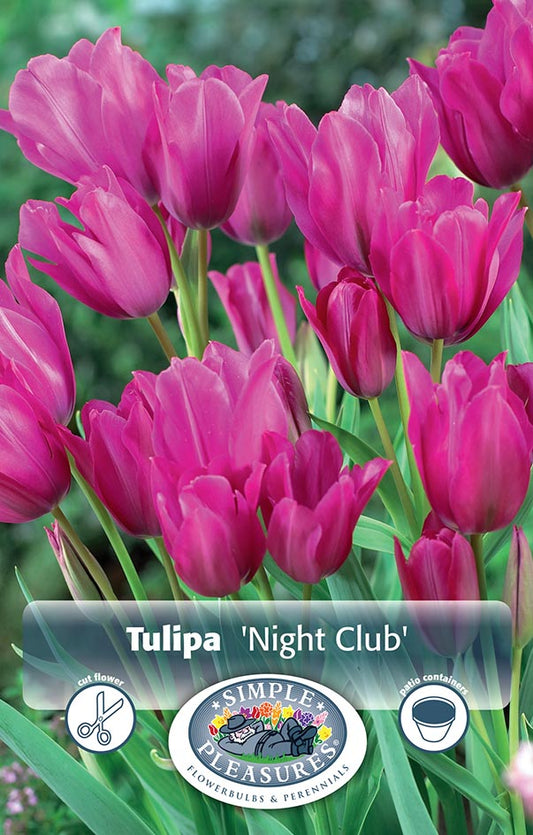 Tulip Night Club 5/pk