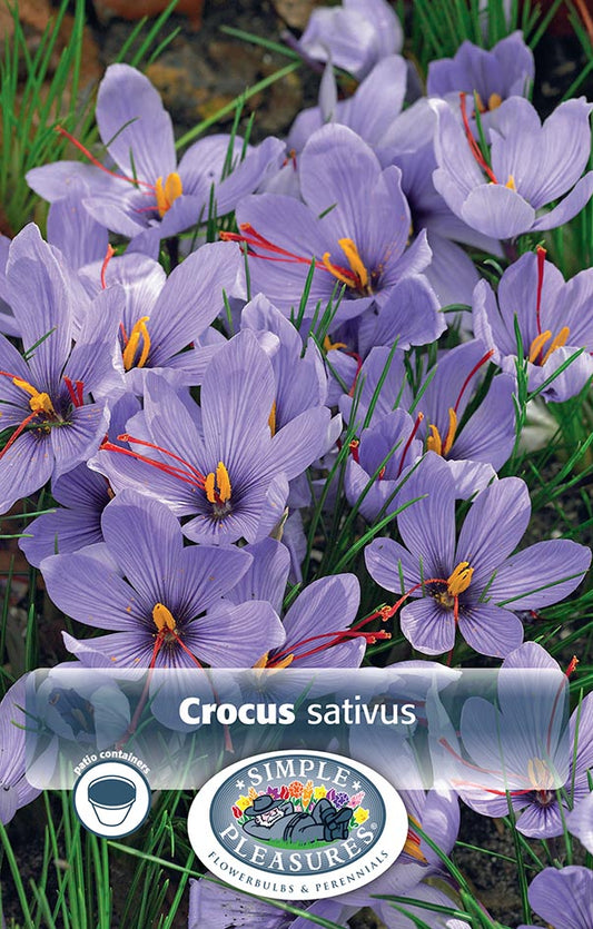 Fall Crocus sativus (Saffron) 10/pk