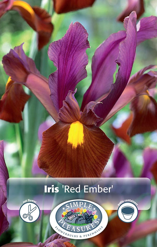 Botanical Iris Red Ember 10/pk