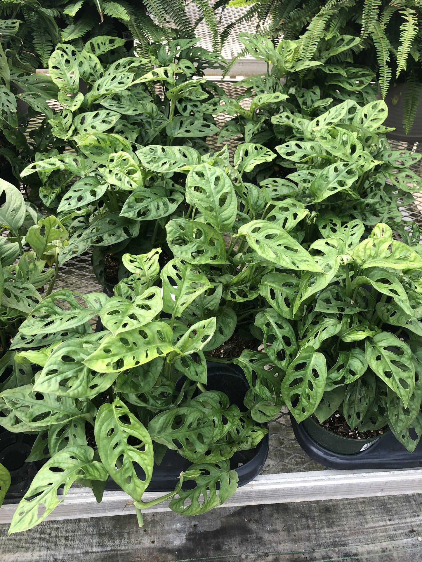 Anna's Garden, Home and Wellness - 6" Swiss Cheese