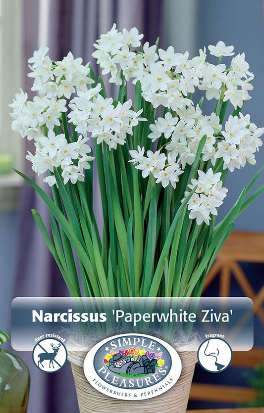 Paperwhite Ziva 4/pk