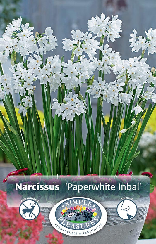 Paperwhite Inbal 4/pk