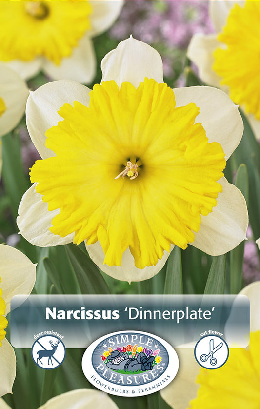 Daffodil Dinnerplate 3/pk