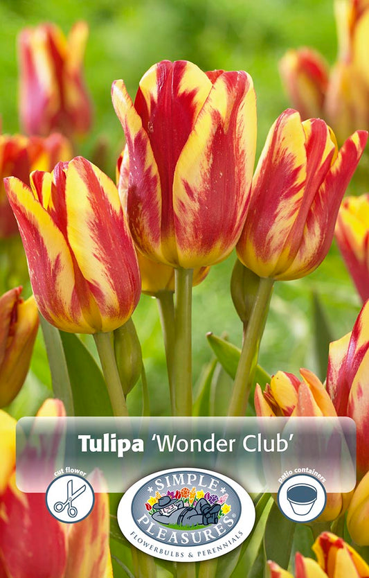 Tulip Multi-Flowering Wonder Club 5/pk