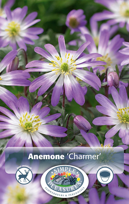 Anemones Charmer 12/pk