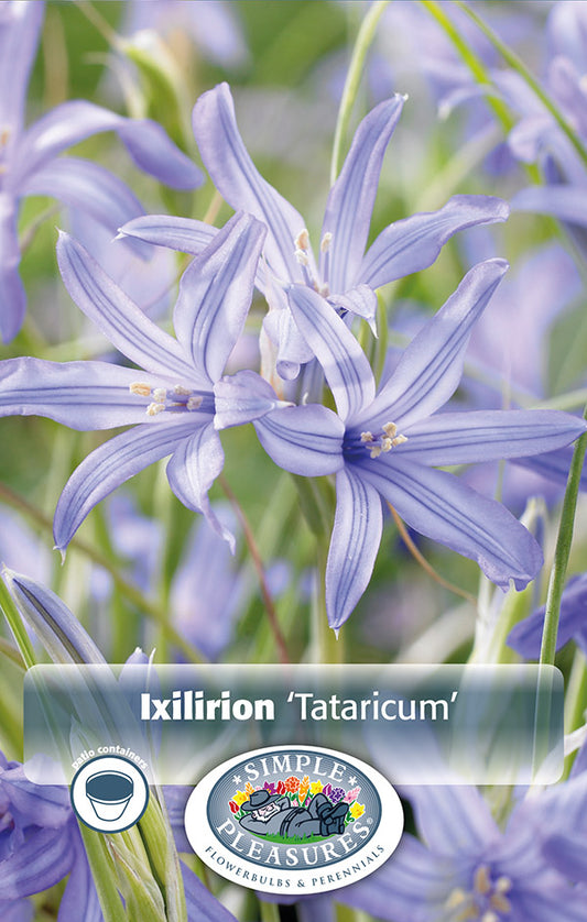 Ixiolirion Tataricum Pallasii 15/pk