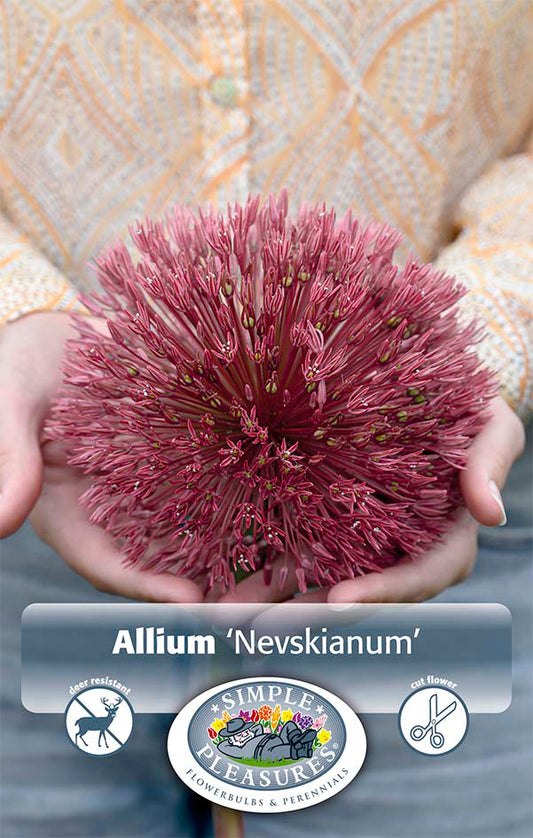 Allium Nevskianum 2/pk