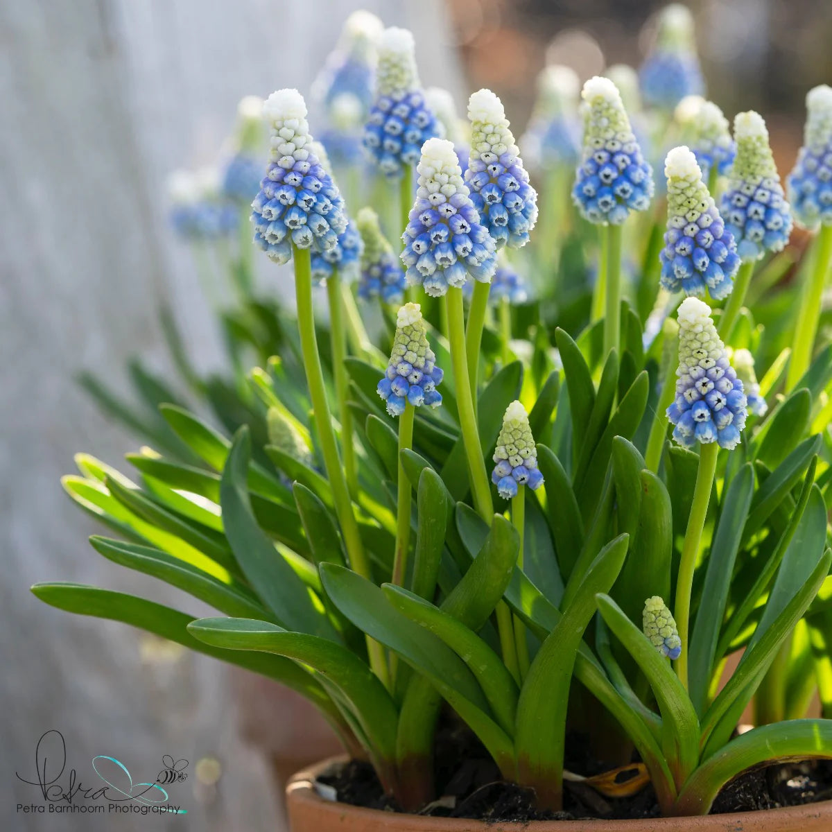 Muscari Mountain Lady