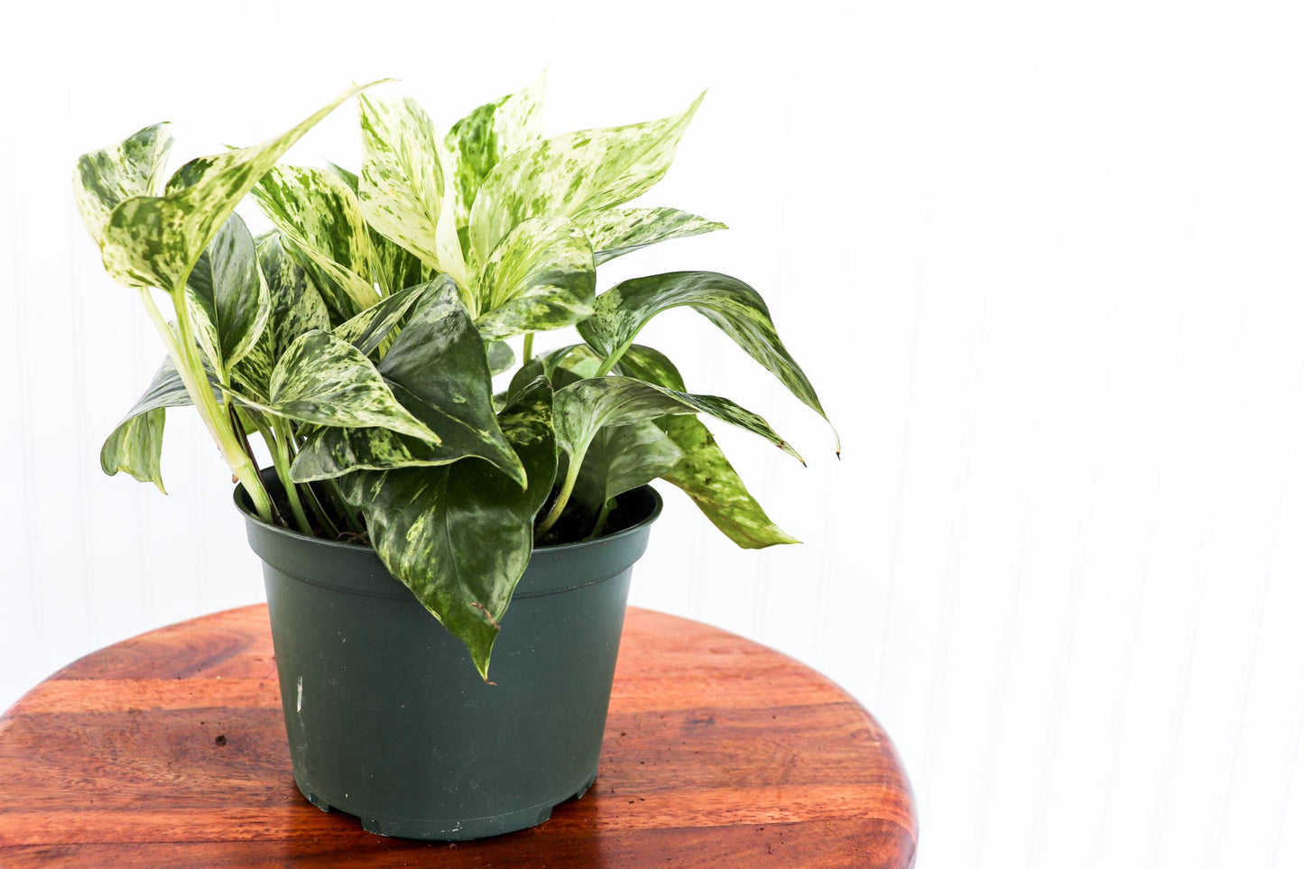 Anna's Garden, Home and Wellness - 6" Pothos Assorted