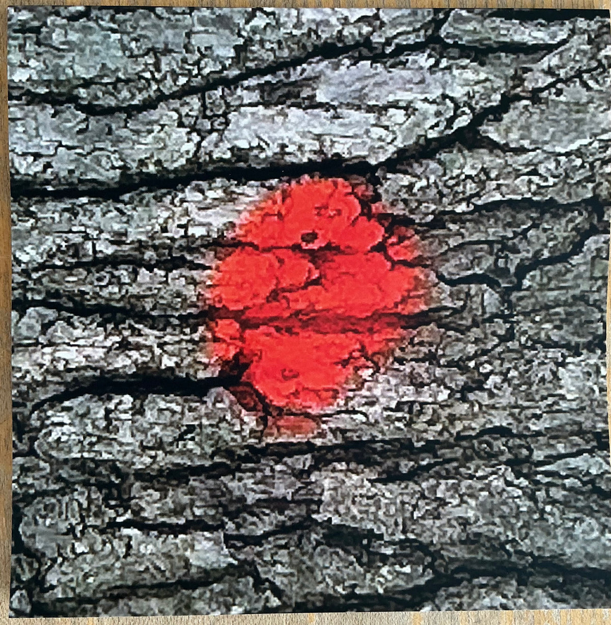 The Orange Dot book by Terence McGlade