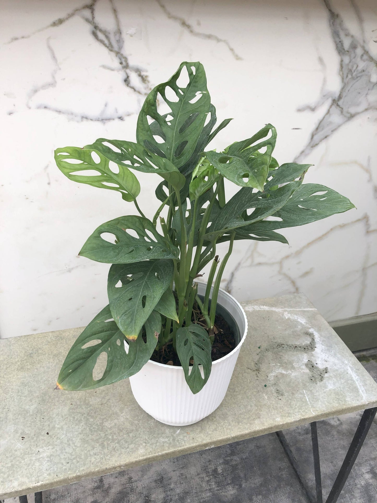 Anna's Garden, Home and Wellness - 6" Swiss Cheese