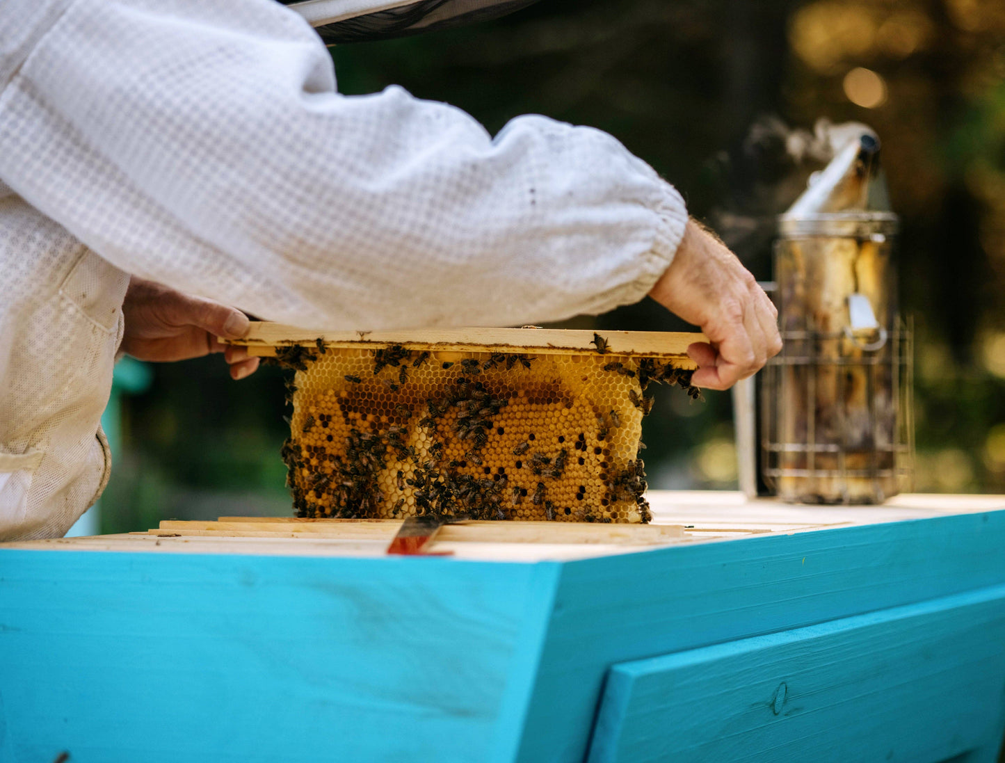 Heritage Bee Co. - Pure Honeycomb