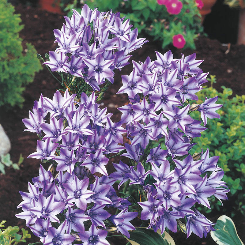 Triteleia Rudy