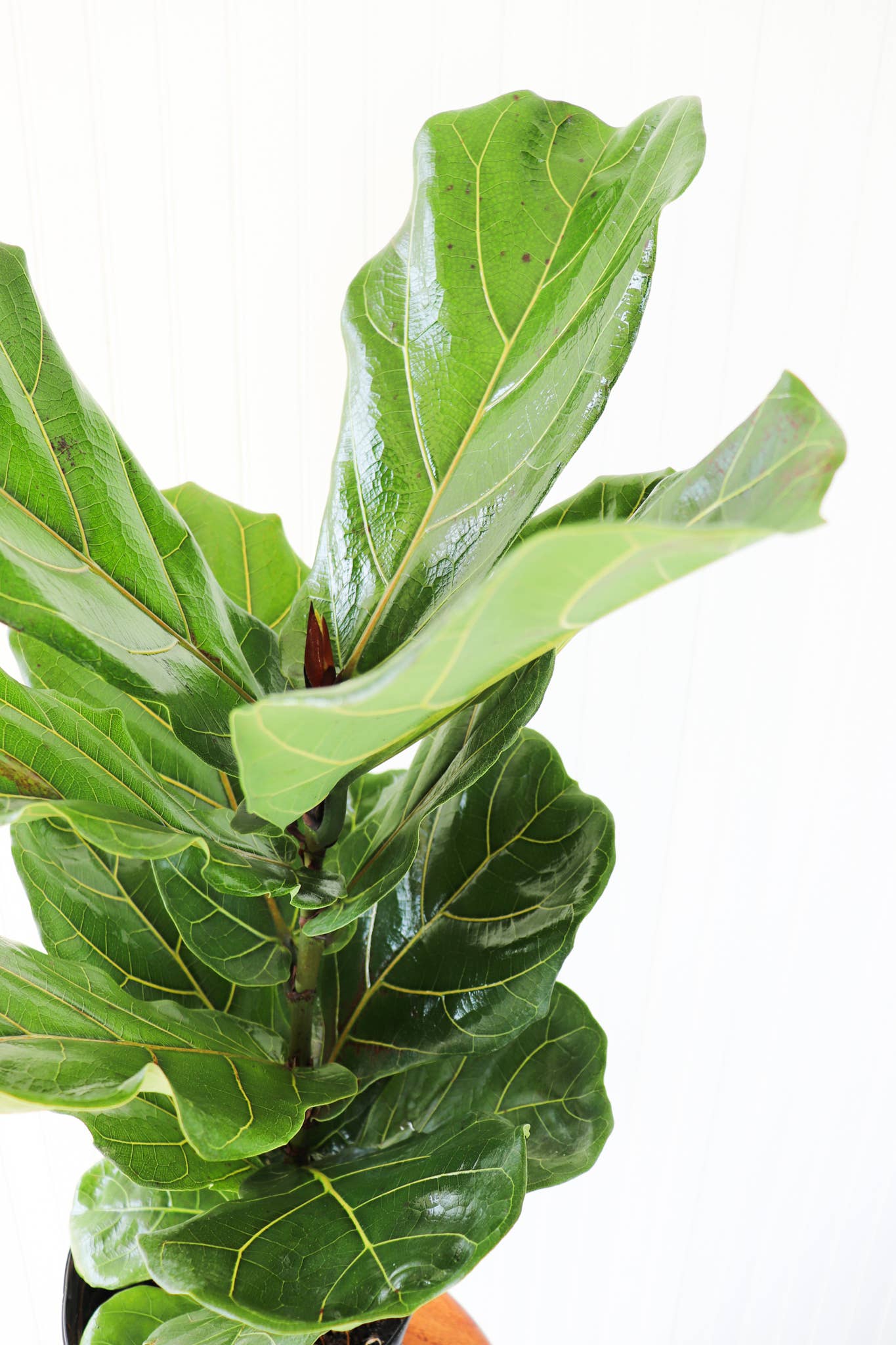Ficus Lyrata Bush 12"