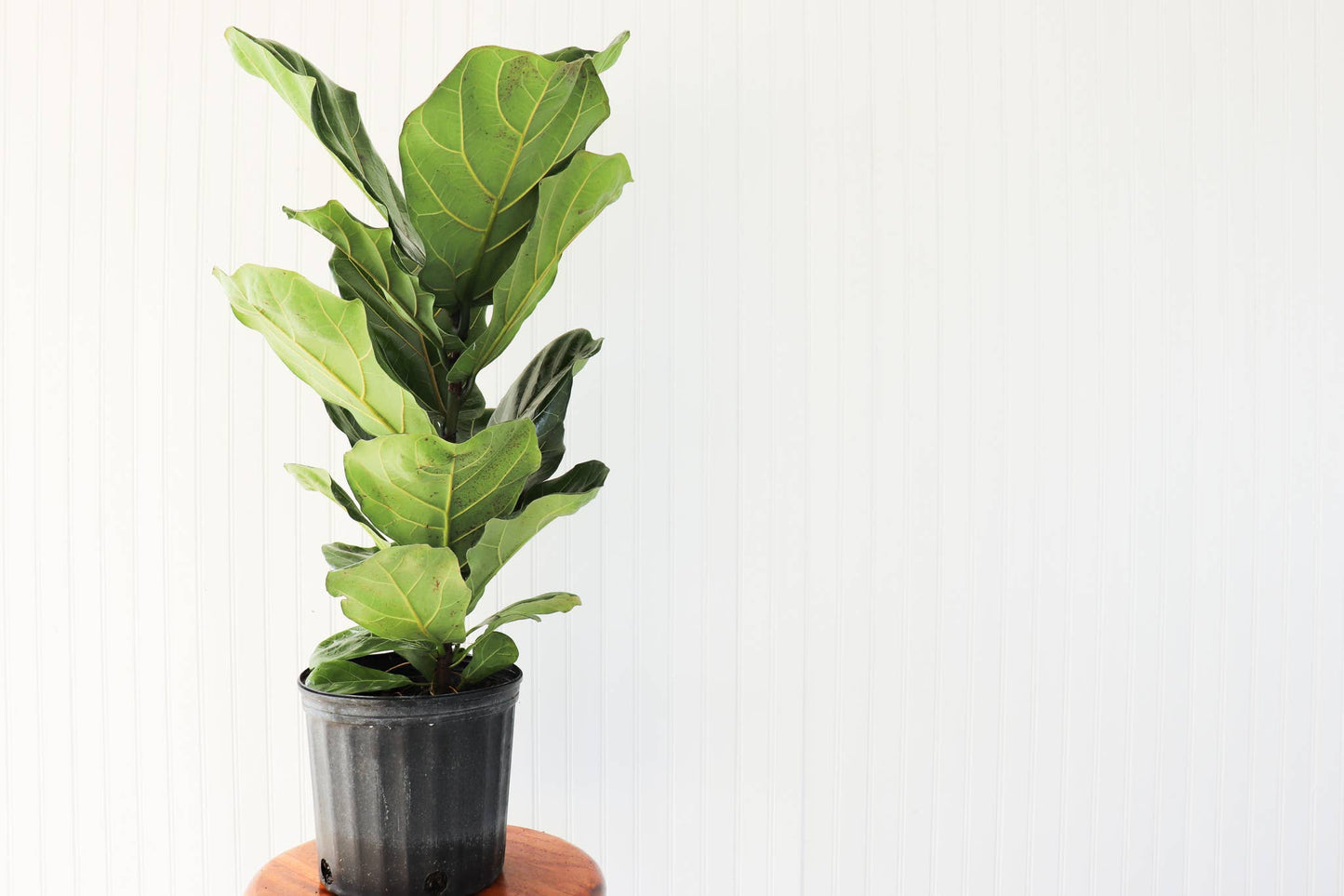 Ficus Lyrata Bush 12"