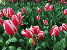 Load image into Gallery viewer, Bulbs, Tulips, Candy Apple Delight
