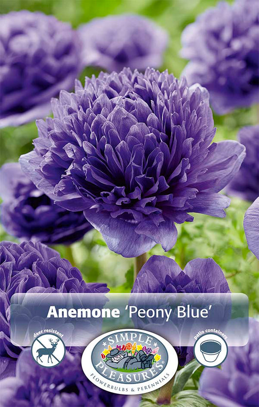 Anemone Blue 8/pk